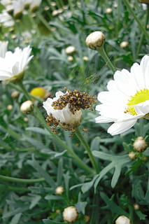 Dreh, Ei, Spinneneier, Luke, Natur, wild, Tier, Rasse, Nest, Gänseblümchen, Spinnentiere, kleine Spinne, Spinnentier, Spinne, Blume, blühende Pflanze, Zerbrechlichkeit, Pflanze, Frische, Verletzlichkeit, Schönheit in der Natur, Wachstum, Blütenblatt, weiße Farbe, Nahansicht, Blütenkopf, Blütenstand, keine Leute, Tag, Pollen, selektiver Fokus, wirbellos, Fokus auf den Vordergrund, draußen, Bestäubung, Frühling, Weichheit, 4K, CC0, gemeinfrei, lizenzfrei