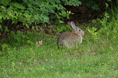coniglio, prato, parco, getto, città, prato, parco, verde, natura, creatura, animale, carina, erba, pelliccia, coniglio selvatico, orecchio, mammifero, fotografia naturalistica, roditore, giovani animali, conigli selvatici, un animale, temi animali, animali allo stato selvatico, fauna selvatica, all'aperto, pianta, vertebrato, coniglio - animale, terra, colore verde, nessuno, campo, giorno, mangiare, messa a fuoco selettiva, crescita, lunghezza intera, erbivoro, testa di animale, 5K, CC0, dominio pubblico, privo di copyright