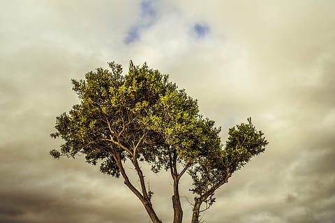 arbre, branca, cel, núvols, naturalesa, full, a l'aire lliure, planta, núvol - cel, bellesa a la natura, creixement, tranquil·litat, vista d’angle baix, cap gent, dia, escenics - natura, escena tranquil·la, arbre únic, núvol, escena no urbana, tempesta, aïllat, 5K, CC0, domini públic, lliure de regalies