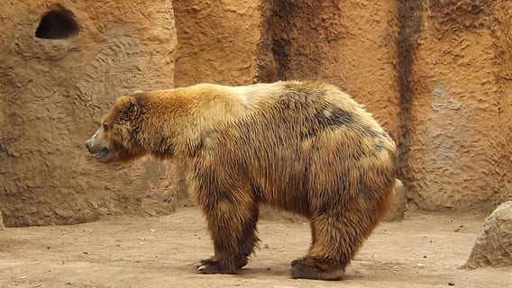 Niedźwiedź, ogród zoologiczny, niewola, zwierzęca przyroda, jedno zwierzę, Niedźwiedź grizzly, zwierzęta na wolności, tematy zwierzęce, zwierzę, ssak, kręgowiec, żadnych ludzi, dzień, Natura, na dworze, funkcja budowy ścian, zwierzęta w niewoli, pieszy, pełna długość, zoologia, 4K, CC0, domena publiczna, darmowe zdjęcia