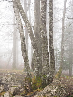 foresta, tronchi d'albero, libro, nebbioso, alberi, ossessionante, mistico, legno di faggio, libro del tempo, creux du van, Giura svizzera, Noiraigue, albero, tronco d'albero, problemi ambientali, bosco, natura, terra, pianta, tronco, bellezza nella natura, scenics - natura, scena non urbana, nessuno, nebbia, scena tranquilla, ambiente, la tranquillità, giorno, crescita, temperatura fredda, all'aperto, 4K, CC0, dominio pubblico, privo di copyright