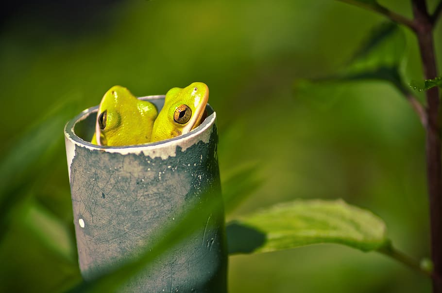 tres ranas, tubo, ranas, verde, anfibio, naturaleza, fauna silvestre, linda, macro, color verde, hoja, de cerca, planta, al aire libre, enfoque selectivo, nadie, día, un animal, animales en la naturaleza, fauna animal, temas de animales, parte de la planta, animal, rana, vertebrado, centrarse en primer plano, crecimiento, 4K