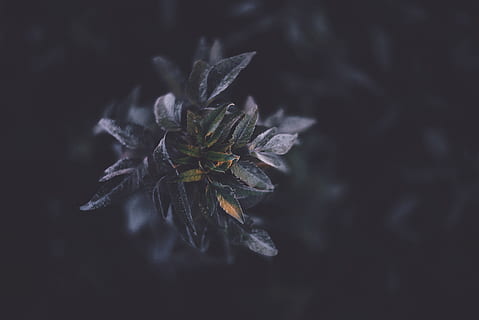 selektivní, zaostřovací fotografie, zelená, rostlina, soustředit se, listová rostlina, vypadnout, list, temný, Příroda, detail, zimní, květ, nikdo, křehkost, krása v přírodě, růst, zranitelnost, selektivní zaměření, kvetoucí rostlina, svěžest, zaměřit se na popředí, den, rostlinné části, venku, led, květu hlavy, botanika, zvadlá rostlina, 5K, CC0, veřejná doména, bez autorských práv