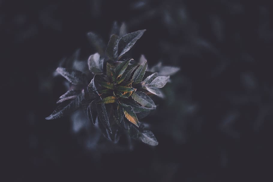 selektivní, zaostřovací fotografie, zelená, rostlina, soustředit se, listová rostlina, vypadnout, list, temný, Příroda, detail, zimní, květ, nikdo, křehkost, krása v přírodě, růst, zranitelnost, selektivní zaměření, kvetoucí rostlina, svěžest, zaměřit se na popředí, den, rostlinné části, venku, led, květu hlavy, botanika, zvadlá rostlina, 5K