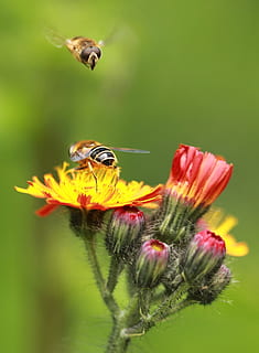 kapat, Fotoğraf, iki, kırmızı ve sarı, Petaled çiçekler, kapatmak, korsan, sinekler, kırmızı, Sarı, Çiçekler, hoverfly, bal arısı, makro, çiçek, Çiçek açmak, böcek, bitki, renk, yaklaşımda arı, tozlaşma, bitki örtüsü, hayvan dünyası, makro fotoğrafçılık, hayvanlar, makro fotoğraf, güneşli, böcek makro, sivri çiçek, doğa, hayvan, fauna, renkli, parlak, vahşi hayvanlar, hayvan temaları, omurgasız, çiçekli bitki, hayvan yaban hayatı, doğada güzellik, kırılganlık, Güvenlik açığı, taçyaprağı, tazelik, çiçek kafa, bir hayvan, büyüme, insansız, açık havada, polen, 2K, CC0, kamu malı, telif ücretsiz