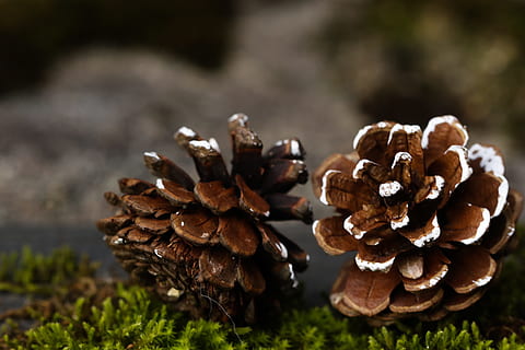 pinecone, rudenį, pobūdį, augalų, Iš arti, nėra žmonių, dieną, augimą, sutelkti dėmesį į naujas žinias, maisto, grybai, daržovių, žemės, pušies kūgis, grybelis, ruda, žolė, Maistas ir gėrimai, grožis gamtoje, šviežumas, lauke, atrankinis dėmesys, pušies, spygliuočių medis, 2K, CC0, Viešasis domenas, nemokamai