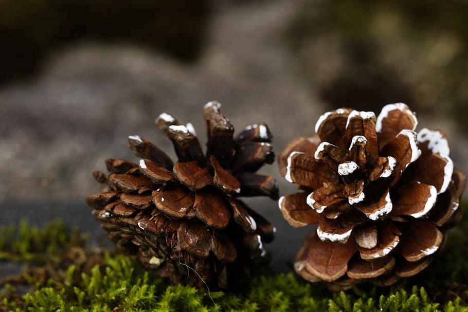 pinecone, rudenį, pobūdį, augalų, Iš arti, nėra žmonių, dieną, augimą, sutelkti dėmesį į naujas žinias, maisto, grybai, daržovių, žemės, pušies kūgis, grybelis, ruda, žolė, Maistas ir gėrimai, grožis gamtoje, šviežumas, lauke, atrankinis dėmesys, pušies, spygliuočių medis, 2K