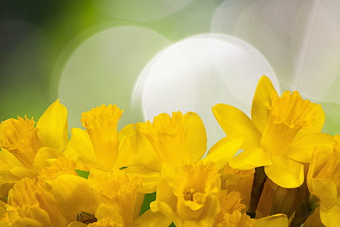 amarillo, fotografía de pétalos de flores, narciso, primavera, Pascua de Resurrección, flor, floración, planta, flora, mapa, tarjeta de felicitación, saludo de pascua, verde, financiar, fondo, bokeh, naturaleza, antecedentes, planta floreciendo, frescura, belleza en la naturaleza, cabeza de flor, pétalo, inflorescencia, de cerca, nadie, vulnerabilidad, fragilidad, color vibrante, crecimiento, rayo de sol, al aire libre, Dom, arreglo floral, ramo de flores, racimo de flores, 4K, CC0, dominio público, libre de derechos