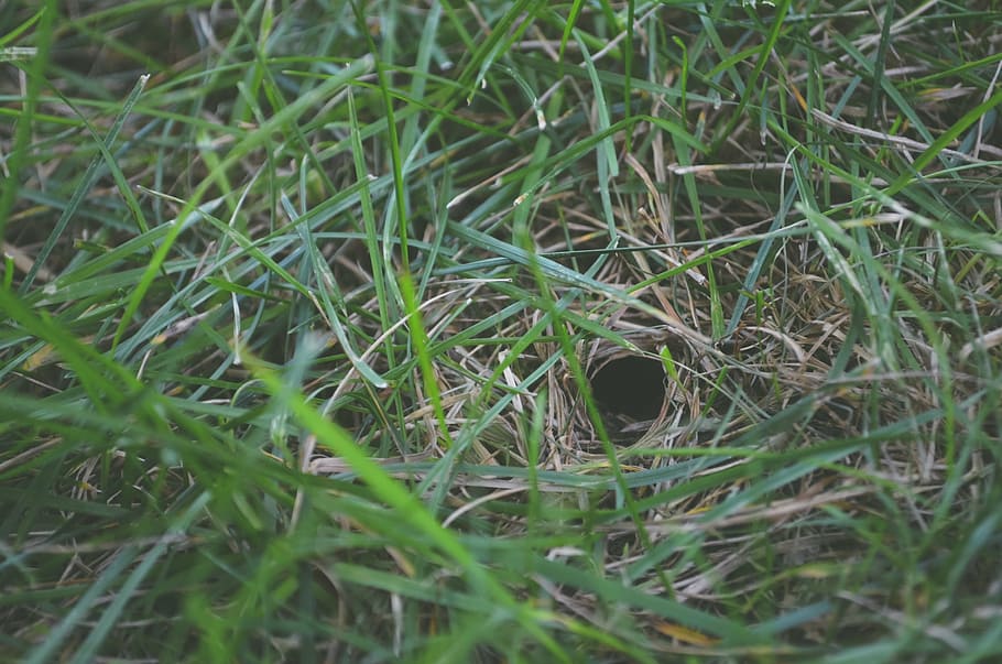 verwischen, schließen, Nahansicht, Umgebung, Feld, Fokus, Gras, Boden, Loch, Rasen, grüne Farbe, Pflanze, Wachstum, keine Leute, Natur, draußen, Tag, Blatt, selektiver Fokus, Land, High Angle View, Tier, konzentrieren sie sich auf den hintergrund, ein Tier, Ruhe, Schönheit in der Natur, Grashalm, 2K