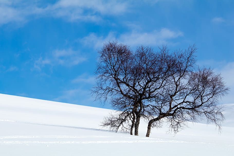 hivern, neu, hemavan, fred, a l'aire lliure, blanc, suècia, naturalesa, arbre, blau, cel, fred - temperatura, paisatge, escenics, temporada, cap gent, paisatges, escena no urbana, gelades, escena rural, gel, congelat, escena tranquil·la, bosc, bellesa a la natura, arbre nu, temperatura de fred, medi ambient, núvol - cel, escenics - natura, planta, Color blanc, tranquil·litat, branca, 5K