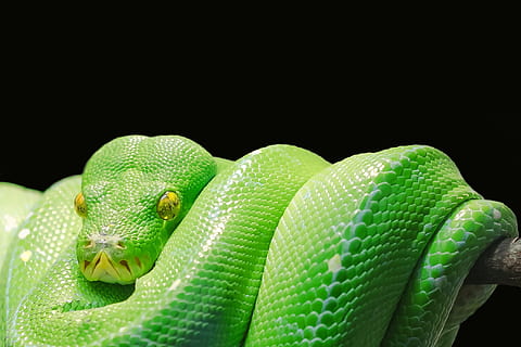 ratsnake verde, pitone albero verde, pitone, pitone degli alberi, verde, albero, serpente, tossico, serpente velenoso, testa di serpente, Paradiso, colore verde, sfondo nero, avvicinamento, girato in studio, fauna selvatica, foglia, temi animali, animale, rettile, un animale, animali allo stato selvatico, vertebrato, natura, nessuno, parte del corpo animale, in casa, copia spazio, arricciato, parte vegetale, testa di animale, scala animale, occhio animale, 1080P, CC0, dominio pubblico, privo di copyright