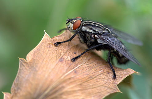 flyve, blad, makro, Insecta, hvirvelløse, insekt, dyreliv, dyre temaer, dyr i naturen, dyr, et dyr, tæt på, dyrefløj, dag, selektiv fokusering, plante del, natur, ingen mennesker, fokus på forgrunden, flue, plante, udendørs, sommerfugl, 2K, CC0, offentligt domæne, royaltyfrie