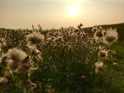 tramonto, campo, offuscare, autunno, crepuscolo, sera, pianta, crescita, bellezza nella natura, fiore, pianta fiorita, cielo, freschezza, fragilità, natura, terra, vulnerabilità, ambiente, paesaggio, nessuno, la tranquillità, scenics - natura, testa di fiore, scena tranquilla, 4K, CC0, dominio pubblico, privo di copyright