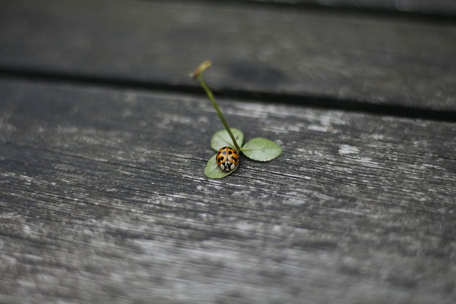 coccinella, Quadrifoglio, scarafaggio, rosso, portafortuna, punti, insetto, natura, foglia, vicino, fortuna, animali, macro, piccolo, minuscolo, verde, bella, un animale, temi animali, animali allo stato selvatico, messa a fuoco selettiva, nessuno, invertebrato, animale, fauna selvatica, legno - materiale, avvicinamento, tavolo, giorno, all'aperto, strutturato, tavola, colore verde, parte vegetale, vista dall'alto, 5K