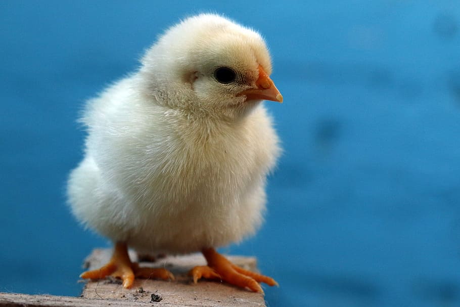 selektiv, fokus fotografering, gul, kylling, fugle, påske, fjerkræ, påskekylling, daggamle, hatchlingsne, høns, påske ornamenter, dyr, dyre temaer, fugl, ung fugl, ungt dyr, et dyr, hvirveldyr, tæt på, husdyr, ingen mennesker, baby kylling, kylling - fugl, blå, natur, kæledyr, indenlandske, stående, fuld længde, dag, blå baggrund, 5K