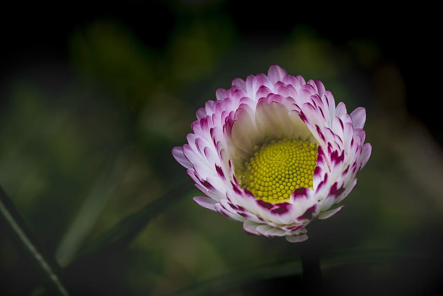 selectiu, focalitzar la fotografia, blanc, porpra, flor petalada, margarida, simple, fons verd, primer pla, macro, naturalesa, flor, planta amb flors, planta, frescor, cap de flor, pètal, inflorescència, bellesa a la natura, fragilitat, vulnerabilitat, centrar-se en primer pla, creixement, color rosa, cap gent, pol·len, a l'aire lliure, 5K