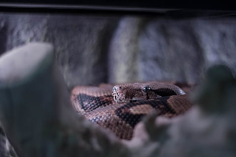 slange, boa, Brun, dyre temaer, dyr, dyreliv, krybdyr, et dyr, hvirveldyr, ingen mennesker, dyr kropsdel, dyr i naturen, selektiv fokusering, dyr i fangenskab, tæt på, Zoo, pattedyr, skilt, advarselsskilt, meddelelse, dyr hoved, dag, giftig, dyre skala, dyre mund, aggression, 5K, CC0, offentligt domæne, royaltyfrie