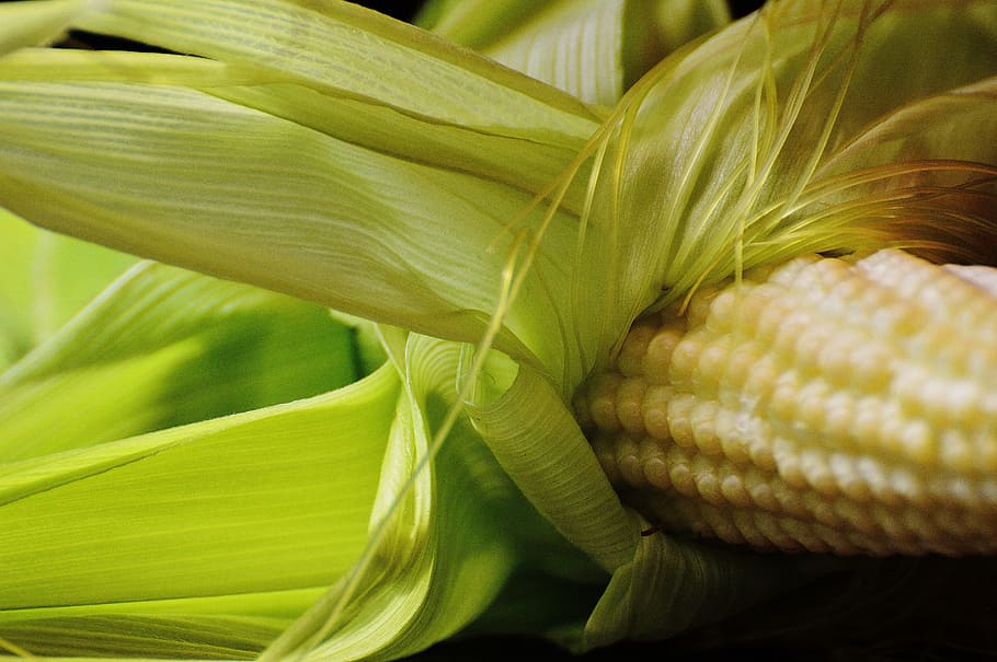 Corn, Vegetables, Plant, Summer, young, green color, close-up, yellow, backgrounds, leaf, no people, plant part, freshness, food and drink, food, vegetable, healthy eating, wellbeing, corn on the cob, sweetcorn, nature, cereal plant, still life, crop, 5K