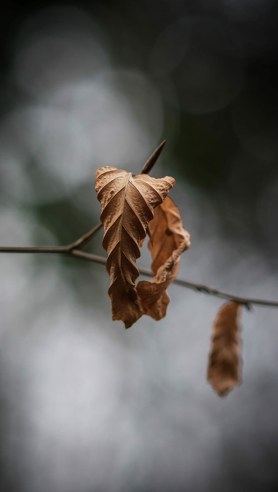 tæt på, fotografering, tørret, blad, selektiv, fokus, tør, Kvist, efterår, død, døende, plante del, selektiv fokusering, natur, ingen mennesker, Brun, sårbarhed, plante, lave om, fokus på forgrunden, skønhed i naturen, blade, dag, skrøbelighed, plantestamme, udendørs, bladvenen, død plante, naturlig tilstand, efterårssamling, visnet plante, 4K