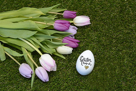 purple, pink, tulips, easter, easter egg, happy easter, decoration, easter greeting, spring, deco, easter decoration, rush, cooked, flowers, violet, white, nature, spring awakening, frühlingsanfang, spring flowers, greeting card, custom, easter greetings, plant, grass, flower, flowering plant, freshness, green color, beauty in nature, pink color, high angle view, vulnerability, fragility, no people, petal, tulip, day, field, outdoors, flower head, flower arrangement, 5K, CC0, public domain, royalty free