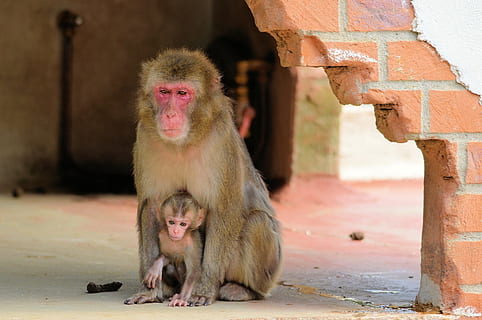 scimmia, serie, macaco, primate, animale, natura, selvaggio, zoologia, mammifero, specie, natura selvaggia, ambiente, all'aperto, fauna selvatica, giovane animale, gruppo di animali, seduta, animali allo stato selvatico, due animali, vertebrato, famiglia di animali, persone, concentrarsi sulle conoscenze acquisite, animale femmina, giorno, solidarieta, babbuino, cura, 1080P, CC0, dominio pubblico, privo di copyright