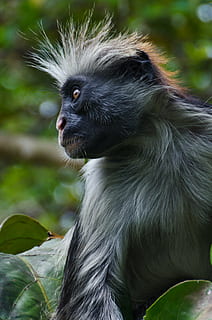 roter colobus affe, Affe, Profil, Colobus, Afrika, rot, gefährdet, wild, Sansibar, Natur, Tierwelt, bedroht, Tansania, Wald, Tier, Primas, Gesicht, behaart, ein Tier, Tierthemen, Säugetier, Tiere in freier Wildbahn, Wirbeltier, Fokus auf den Vordergrund, Tag, Nahansicht, suchen, keine Leute, Pflanze, Porträt, grüne Farbe, Pflanzenteil, Blatt, draußen, Tierkopf, Profilansicht, 2K, CC0, gemeinfrei, lizenzfrei
