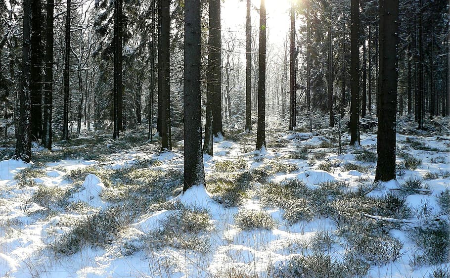 skov om dagen, vinter skov, træer, snedækket, vinter, sne, vinterlige, natur, Skov, sne magi, vinterdrøm, gran, pinjeskov, skov planter, skovbund, træstammer, frost, kold, isnende, vinterdag, sollys, lichtspiel, solstråle, belysning, atmosfære, vejrstemning, gå i skoven, træ, jord, plante, kold temperatur, ro, skønhed i naturen, ikke-urbane scene, scenics - natur, rolig scene, bagagerum, træstamme, ingen mennesker, vækst, dag, udendørs, nåletræ, fyrreskov, 2K