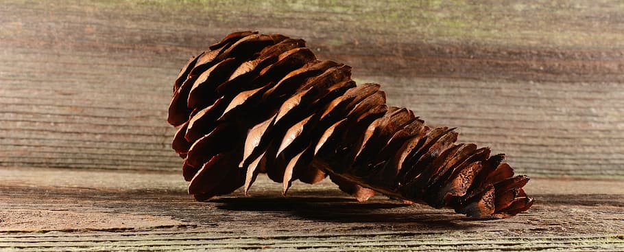 pigne, rubinetto, Marrone, conifera, legna, vicino, temi animali, animale, animali allo stato selvatico, fauna selvatica, nessuno, uccello, un animale, vertebrato, mammifero, giorno, natura, all'aperto, concentrarsi sulle conoscenze acquisite, movimento, lunghezza intera, comportamento animale, vista laterale, volante, erbivoro, 5K