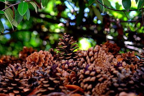 pinyes, molts, pi, arbre, quantitativa, aixeta, tancar, conífera, macro, naturalesa, hivernacle de pi, col · lecció, pila, planta, arbre immergrüner, escala, gran, marró, escamosa, boscos, bonic, Woody, ressuscitat, obert, estiu, bosc, lamel·lars, sec, primer pla, pinya de pi, full, creixement, bellesa a la natura, enfocament selectiu, cap gent, dia, part de la planta, frescor, color verd, a l'aire lliure, flor, tranquil·litat, llum solar, centrar-se en primer pla, vulnerabilitat, fragilitat, 5K, CC0, domini públic, lliure de regalies