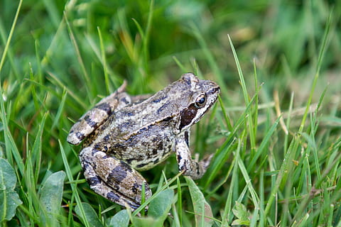 Frosch, Gras, gerardo, Tier, Tierthemen, Tierwelt, Tiere in freier Wildbahn, ein Tier, Pflanze, Natur, grüne Farbe, Reptil, Wirbeltier, keine Leute, Tag, Amphibie, draußen, Nahansicht, Wachstum, Fokus auf den Vordergrund, Land, Grashalm, 1080P, CC0, gemeinfrei, lizenzfrei