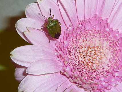 sheildbug, insecte, naturalesa, error, vida salvatge, flor, planta amb flors, fragilitat, vulnerabilitat, planta, frescor, pètal, cap de flor, color rosa, bellesa a la natura, inflorescència, primer pla, creixement, pol·len, cap gent, animal, temes d'animals, un animal, porpra, polinització, 1080P, CC0, domini públic, lliure de regalies