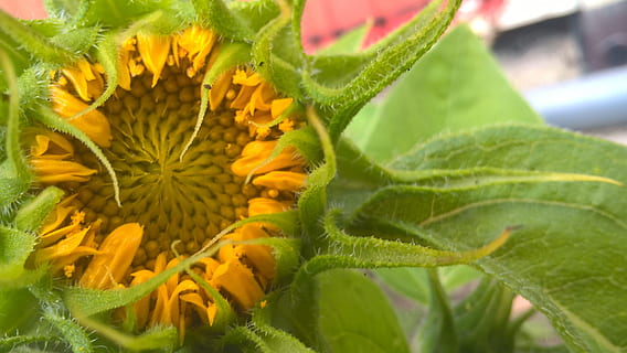 solsikke, knap, sommer, flor, natur, blomster, planter, blomst, blomstrende plante, plante, vækst, tæt på, blad, friskhed, skønhed i naturen, plante del, grøn farve, blomsterhoved, blomsterstand, skrøbelighed, kronblad, sårbarhed, gul, ingen mennesker, udendørs, forår, pollen, 2K, CC0, offentligt domæne, royaltyfrie