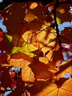Shadow Play, Light, shadow, shine through, colorful, color, fall foliage, autumn, maple leaves, red, yellow, orange, maple, fall leaves, leaves, golden yellow, gold, autumn colours, fall color, foliage, nature, acer platanoides, needle leaf maple, deciduous tree, acer, norway maple, leaf, close-up, maple leaf, outdoors, day, plant part, change, no people, plant, beauty in nature, sunlight, orange color, tree, leaf vein, growth, low angle view, branch, natural condition, fall, autumn collection, focus, 2K, CC0, public domain, royalty free