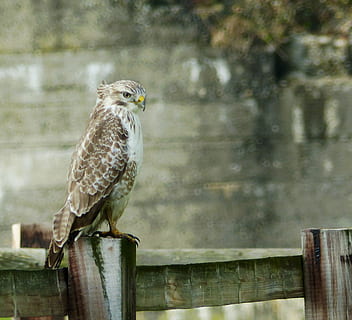buzzard, ryškesnis buzzardas, bendras buzzardas, vienas gyvūnas, paukštis, gyvūnų gyvūnija, gyvūnams, stuburiniai, mediena - medžiaga, perching, plėšrusis paukštis, sutelkti dėmesį į naujas žinias, dieną, ieško, nėra žmonių, Iš arti, pobūdį, lauke, visas ilgis, tvora, medinis, profilio rodinys, 2K, CC0, Viešasis domenas, nemokamai