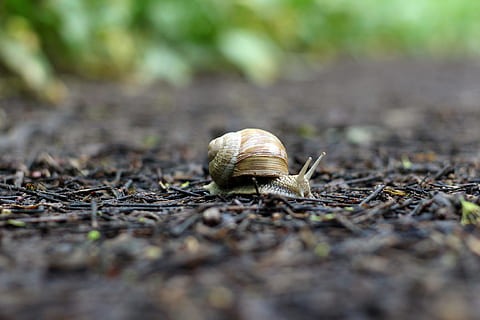 selectiu, focalitzar la fotografia, cargol, bosc, sòl, shell, naturalesa, animal, tancar, sòl del bosc, lentament, fixa't, mol·lusc, temes d'animals, enfocament selectiu, fauna animal, gasteròpode, invertebrat, un animal, animals a la natura, dia, cap gent, primer pla, closca d’animals, nivell superficial, avorriment, part del cos dels animals, a l'aire lliure, rastreig, petit, 2K, CC0, domini públic, lliure de regalies