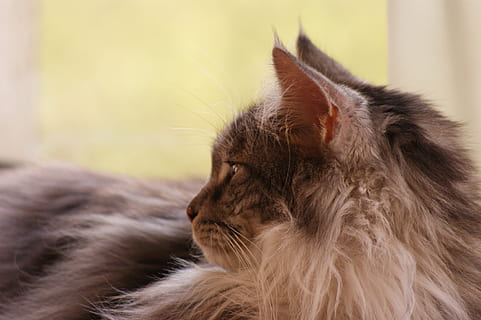 kedi, kafa, profil, büyüleyici, hayvanlar, kürklü, ev kedisi, yerli, Evcil Hayvanlar, memeli, hayvan temaları, bir hayvan, hayvan, kapatmak, saç, Hayvan saçı, kedi bıyığı, insansız, ön plana odaklanmak, gevşeme, omurgalı, seyir, hayvan vücut kısmı, hayvan başı, Maine Rakun kedi, Iran kedisi, dalma, profil görünümü, yumuşaklık, hayvan gözü, saç modeli, 4K, CC0, kamu malı, telif ücretsiz