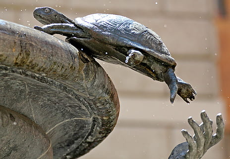 schildpad, bron, Rome, dier, dierlijke thema's, dierenleven, dieren in het wild, water, reptiel, één dier, gewerveld, natuur, meer, geen mensen, dag, focus op de voorgrond, detailopname, buitenshuis, mond open, marinier, dierenkop, 4K, CC0, publiek domein, royaltyvrij