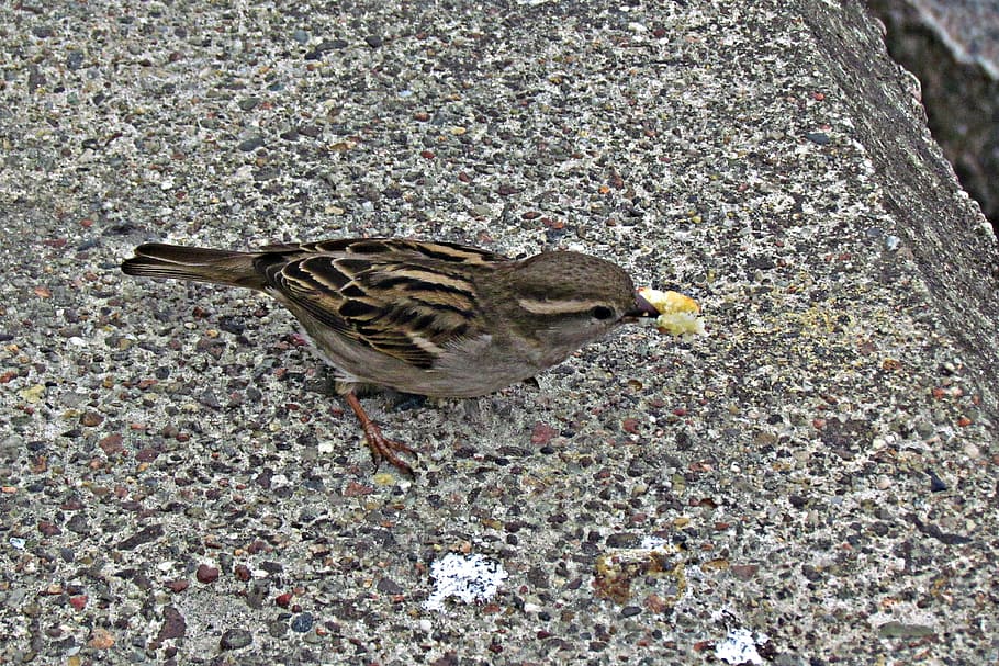 wróbelek, pa, ocell, bec, bolígraf, el pardal, jove, animal, temes d'animals, fauna animal, animals a la natura, vertebrats, un animal, dia, vista d’angle alt, cap gent, pardal, primer pla, naturalesa, a l'aire lliure, sòlid, posat, menjar, rock, camp, carrer, 4K