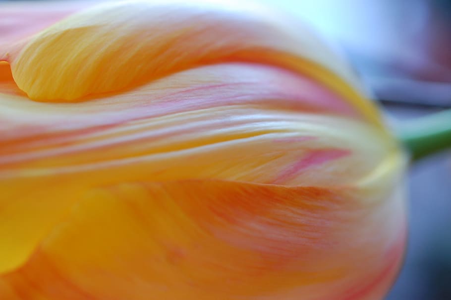 Tulpe, Orange, Frühling, Blumen, Natur, Frühlingsblume, schließen, Frische, Nahansicht, Blume, blühende Pflanze, Blütenblatt, Zerbrechlichkeit, Verletzlichkeit, Schönheit in der Natur, Pflanze, Lebensmittel, selektiver Fokus, extreme Nahaufnahme, keine Leute, Blütenstand, Wohlbefinden, Blütenkopf, Wachstum, Essen und Trinken, 2K