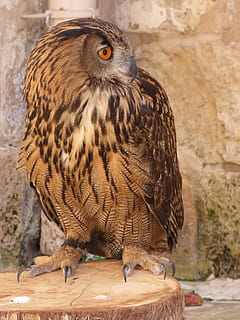 Owl, Eagle, Bird, Prey, Wildlife, Hunter, falconry, eurasian, large, european, eagle-owl, malta, one animal, animal wildlife, bird of prey, animals in the wild, animal themes, vertebrate, day, focus on foreground, close-up, zoo, no people, animals in captivity, perching, wood - material, outdoors, wall - building feature, falcon - bird, 4K, CC0, public domain, royalty free
