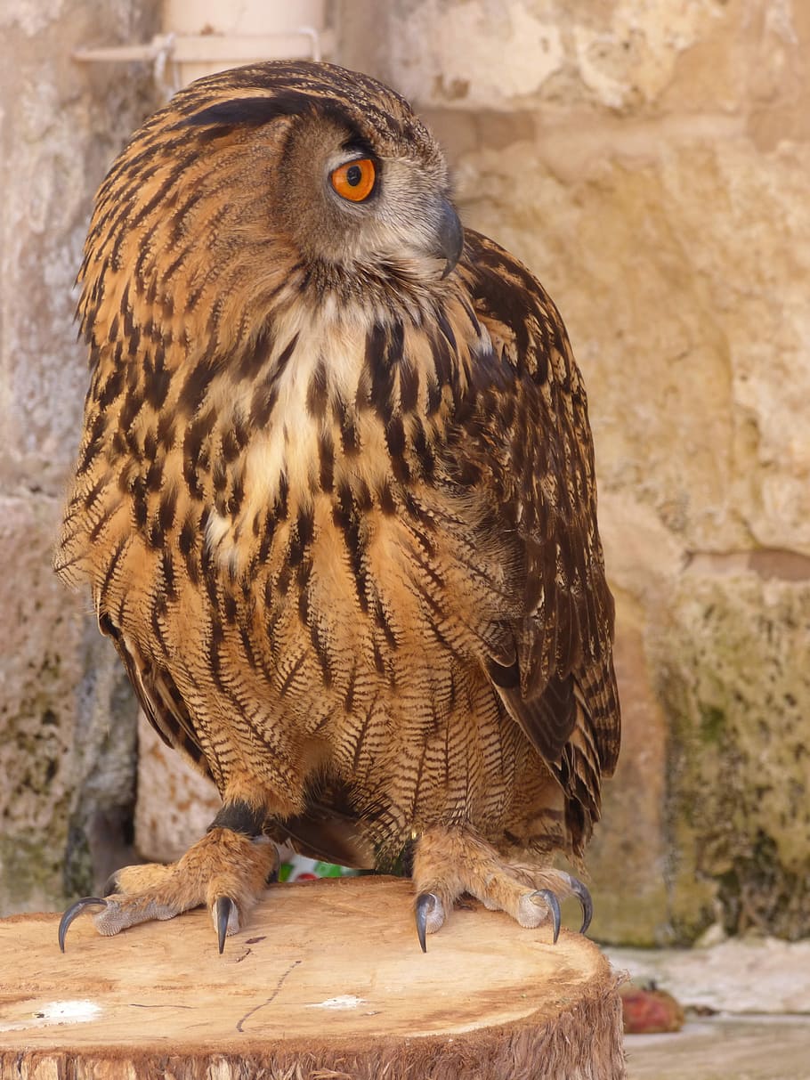 mussol, àguila, ocell, presa, vida salvatge, caçador, falconeria, eurasiàtic, gran, Europeu, malta, un animal, fauna animal, rapinyaire, animals a la natura, temes d'animals, vertebrats, dia, centrar-se en primer pla, primer pla, zoo, cap gent, animals en captivitat, posat, material de fusta, a l'aire lliure, funció de construcció de parets, falcó - ocell, 4K