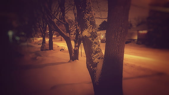 dangos, padengti, sniegas, šalia, kelias, apšviestas, Kanada, šalta, tamsus, aušra, susiliejimas, vakare, rudenį, rūkas, kraštovaizdį, šviesa, rūko, pobūdį, naktis, lauke, vaizdingas, siluetas, gatvė, medžiai, lagaminai, kaimas, oras, žiemą, mediena, medis, nėra žmonių, saulėlydis, augalų, šviečia, atrankinis dėmesys, architektūra, dangus, miestas, medžio kamienas, bagažinė, ramybė, kelionės tikslai, grožis gamtoje, 4K, CC0, Viešasis domenas, nemokamai
