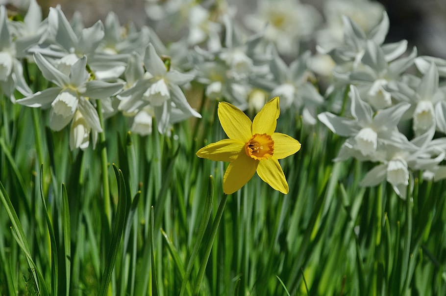 fotografia de profunditat, blanc, groc, camp de flors petalitzat, flor, narcís, lliri de pasqua, solter, florir, naturalesa, planta, primavera, pètal, planta amb flors, fragilitat, frescor, vulnerabilitat, bellesa a la natura, creixement, cap de flor, primer pla, inflorescència, color verd, cap gent, herba, dia, a l'aire lliure, pol·len, fulla d'herba, 4K