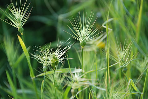 græs, ukrudt, baggrund, forår, plante, naturlig, blomstre, flor, botanisk, organisk, stilk, botanik, urt, landbrug, udendørs, miljø, blad, havebrug, vegetation, natur, sommer, frø, tæt på, grøn farve, vækst, Mark, makro, eng, mælkebøtte, ingen mennesker, skønhed i naturen, blomst, friskhed, dag, skrøbelighed, fokus på forgrunden, jord, sårbarhed, blomstrende plante, selektiv fokusering, ro, mælkebøtte frø, 4K, CC0, offentligt domæne, royaltyfrie
