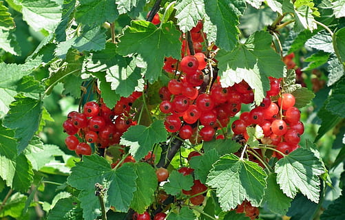 Fruta, grosella, rojo, naturaleza, hoja, verano, comiendo, arbusto, parte de la planta, comida y bebida, comida, alimentación saludable, fruta de baya, crecimiento, color verde, planta, frescura, de cerca, bienestar, día, árbol, nadie, serba, al aire libre, maduro, 2K, CC0, dominio público, libre de derechos