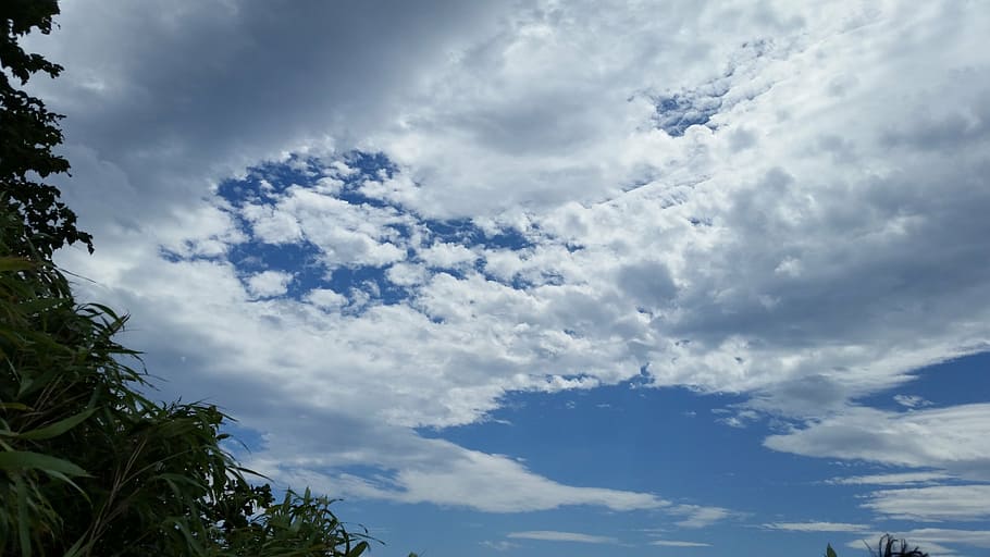 hemel, zomerlucht, wolk, blauw, zomer, wolk - lucht, schoonheid in de natuur, boom, lage hoekweergave, natuur, kalmte, fabriek, dag, geen mensen, witte kleur, scenics - natuur, buitenshuis, cloudscape, zonlicht, achtergronden, idyllisch, rustige scène, groei, schoon, meteorologie, 5K