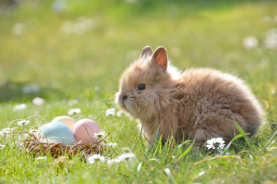poc profund, focalitzar la fotografia, marró, conill, Pasqua, conill de Pasqua, ou, ous de Pasqua, Feliç Pasqua, primavera, ou de Pasqua, llebre, targeta de felicitació, ous de colors, salutacions de pasqua, rosegador, prat, herba, temes d'animals, un animal, a l'aire lliure, dia, cap gent, animals domèstics, mascotes, mamífer, animal, vertebrats, planta, naturalesa, menjar, enfocament selectiu, nacional, animal jove, bonic, 4K