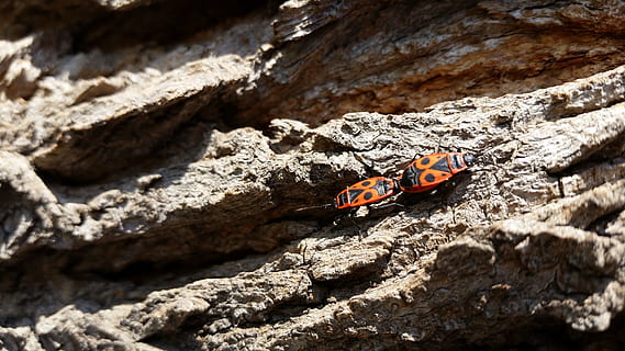 foc bug, insectă, însorit, latra, in afara, animal, natură, în aer liber, vară, animale tematice, animale sălbatice, obiect de rocă, stâncă, animale în sălbăticie, nevertebrat, solid, zi, nici o persoana, un animal, gândac, a închide, lumina soarelui, texturată, selectiv, roșu, mic, fluture - insectă, 5K, CC0, domeniu public, fără drepturi de autor