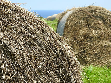 erba, cannuccia, ranch, fieno, balla, pianta, campo, scena rurale, paesaggio, natura, agricoltura, terra, giorno, azienda agricola, pagliaio, cielo, arrotolato, ambiente, nessuno, concentrarsi sulle conoscenze acquisite, all'aperto, la tranquillità, 4K, CC0, dominio pubblico, privo di copyright