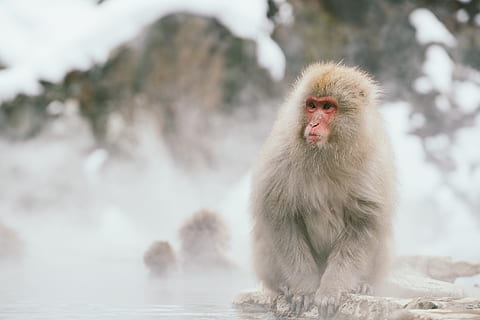 japansk, makak, sidder, klippe, selektiv, fokus fotografering, abe, isnende, overflade, grå, bavian, Jigokudani, nagano prefecture, japansk macaque, dyr, dyreliv, varm kilde, natur, primat, pattedyr, sne, dyr i naturen, udendørs, vinter, Asien, kold temperatur, et dyr, dyre temaer, hvirveldyr, vand, dyrehår, fokus på forgrunden, hår, ingen mennesker, dyr hoved, 5K, CC0, offentligt domæne, royaltyfrie